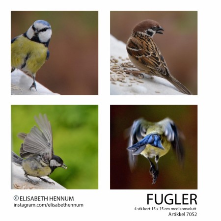 4 doble postkort (15 x 15 cm) m/konvolutt - Fugler